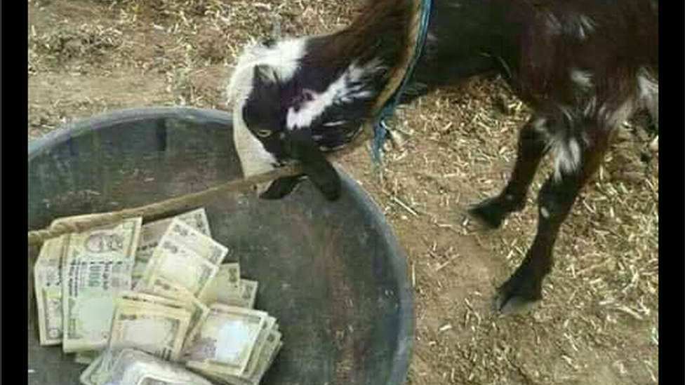 Animal eating rupee currency