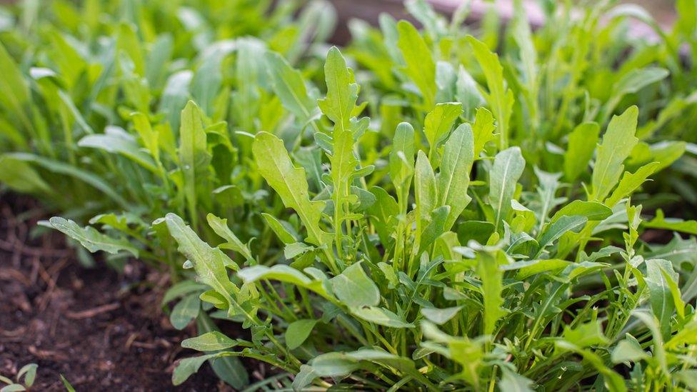 Rocket salad leaves