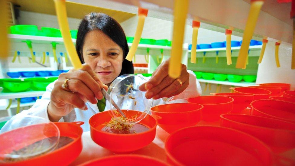 A technician at the IRRI