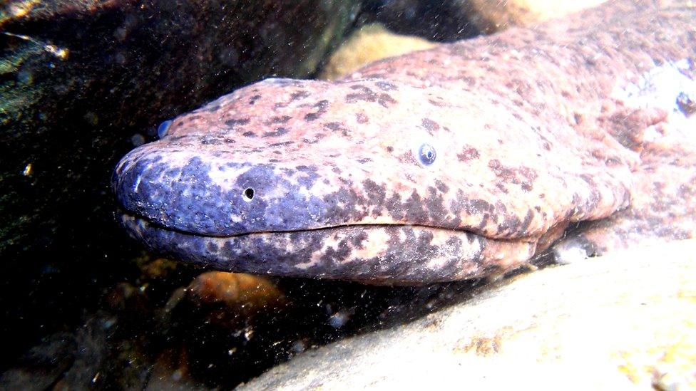 Wild Chinese giant salamander