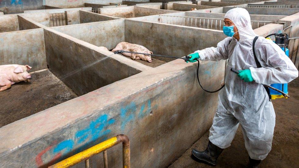 A worker in protective gear disinfects pigs at a pig farm on August 22, 2018 in Jinhua, Zhejiang Province of China. (Photo by VCG/VCG via Getty Images)