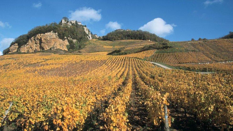 Vin jaune, Vignoble de Chateau-Chalon, Jura