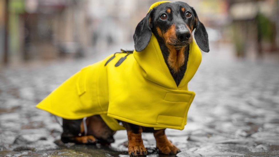 Dog in raincoat