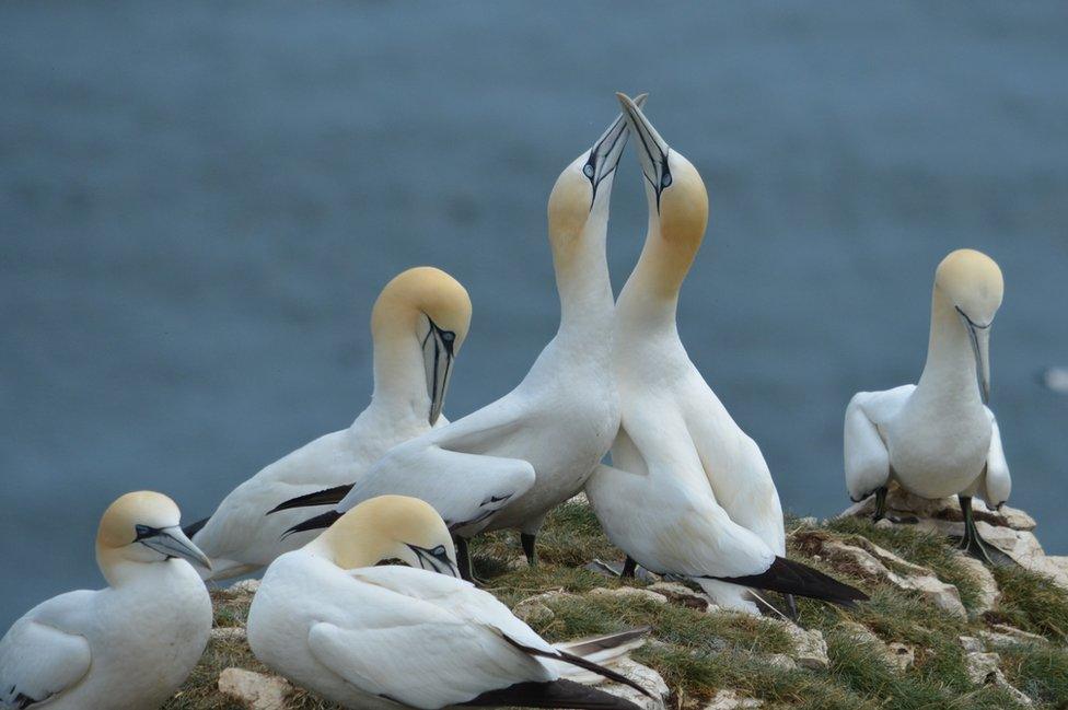 Birds on a rock at Bempton Cliffs Nature Reserve in Yorkshire