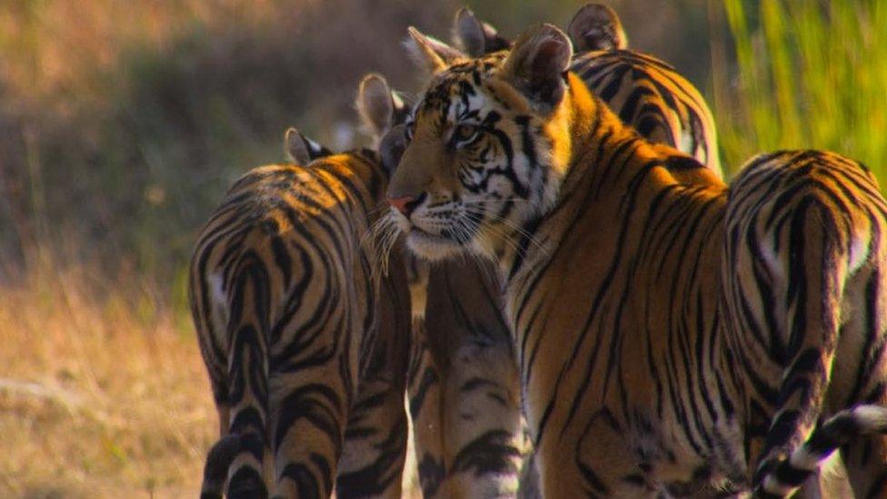 tiger