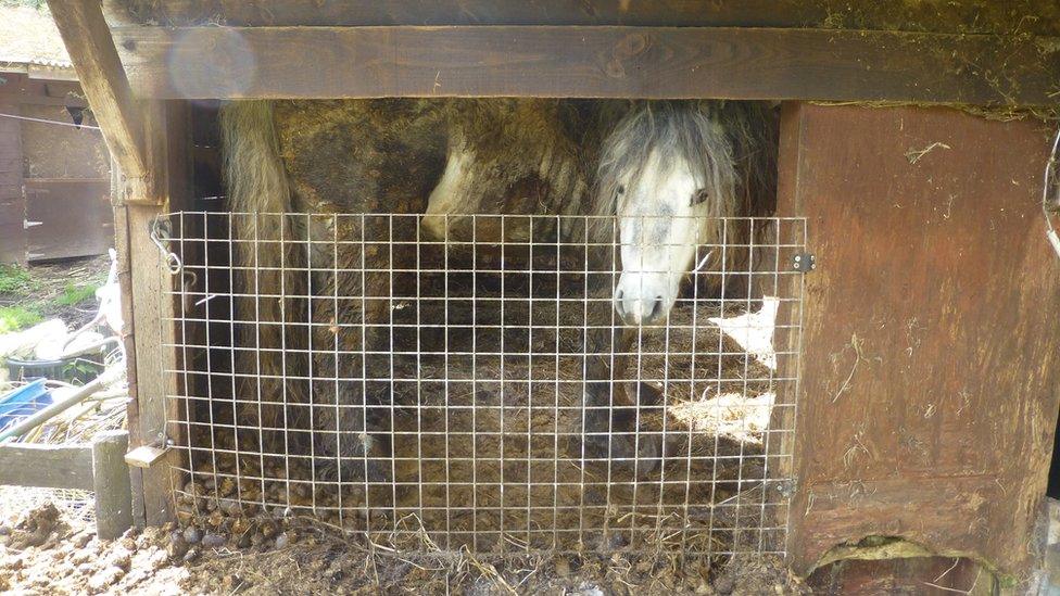 Horse trapped in stable