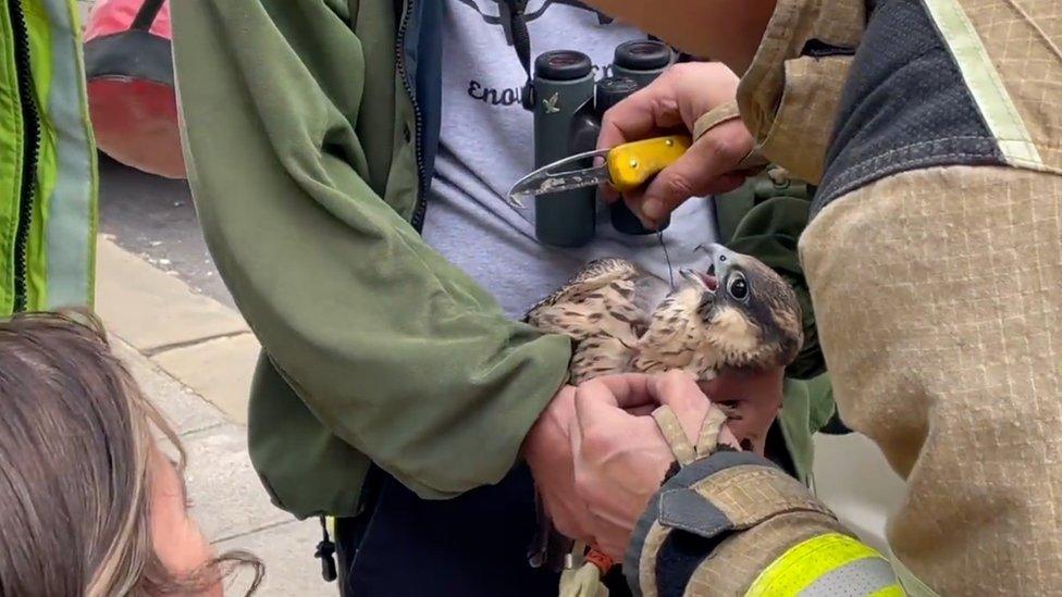 Peregrine in Leeds