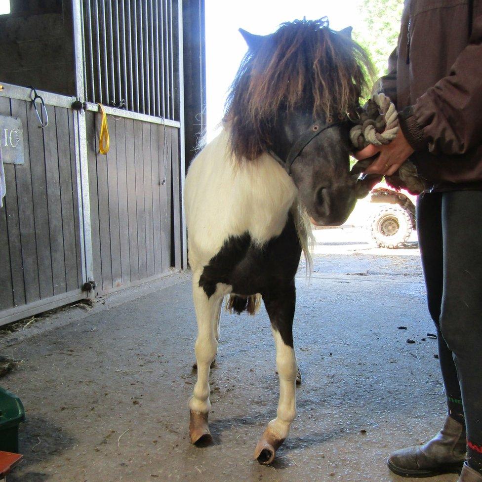 Pony with overgrown hooves