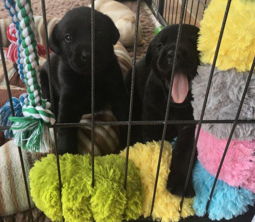 Two black Labrador puppies, one yawning so it looks like it's smiling