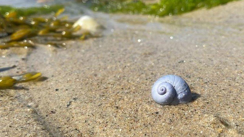 Violet sea snail on sand with seaweed