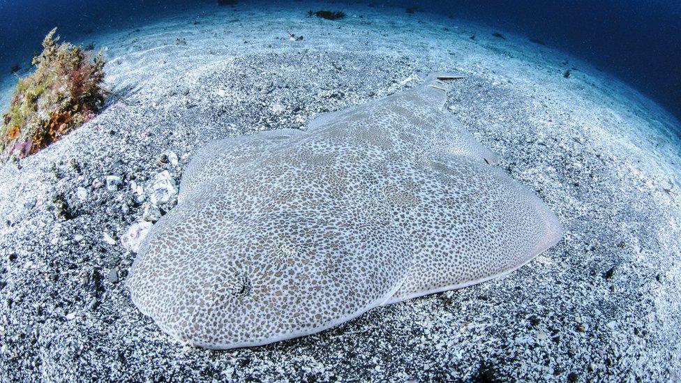 angel shark.