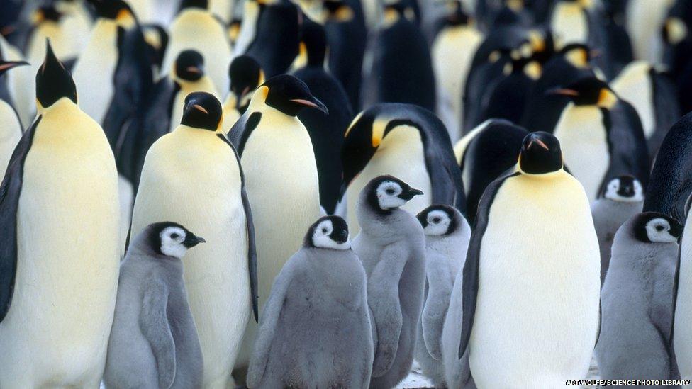 emperor penguins