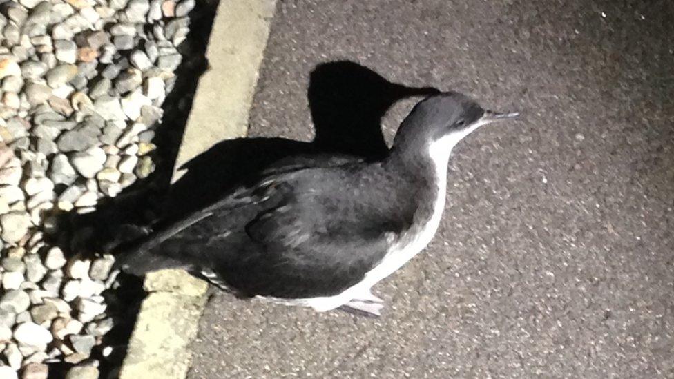 Grounded Manx shearwater