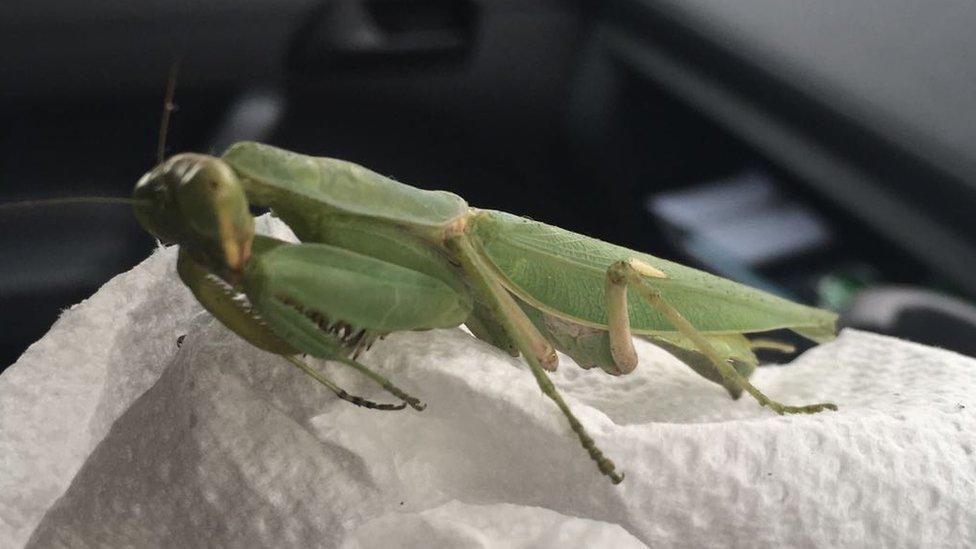 Praying mantis