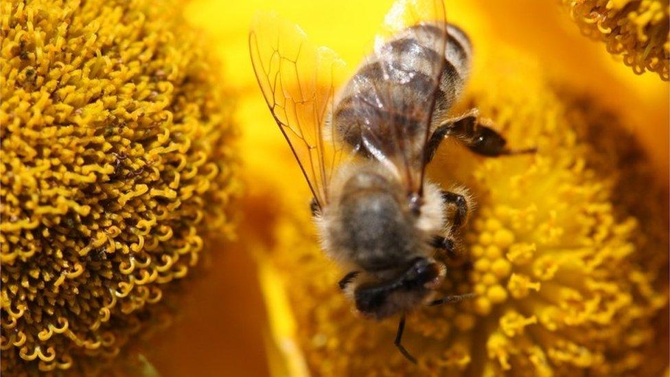 A worker bee on a flower