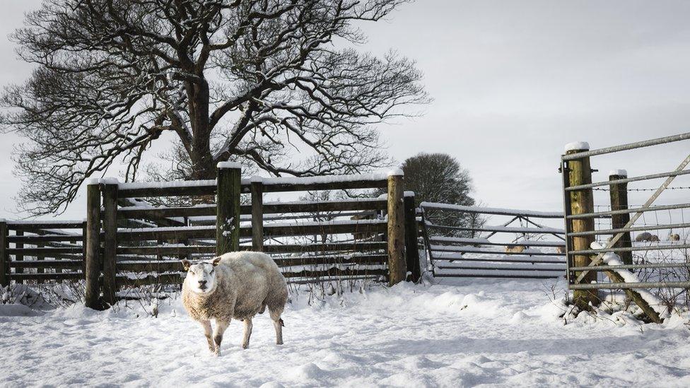 winter-weather-snow-sheep.