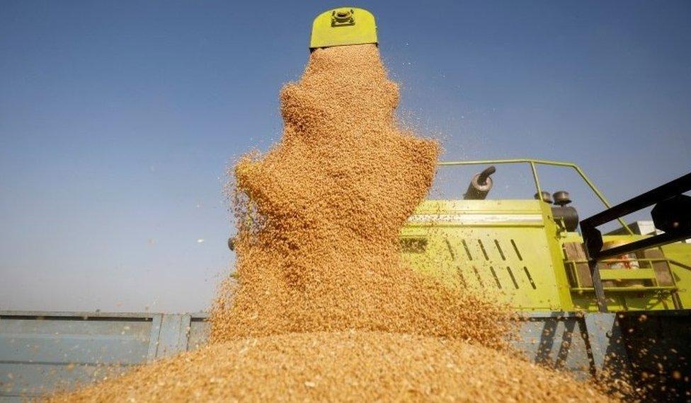 A combine deposits harvested wheat in a tractor trolley at a field on the outskirts of Ahmedabad, India, March 16, 2022.