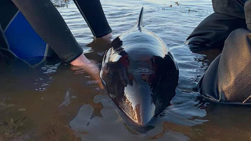 Porpoise rescue