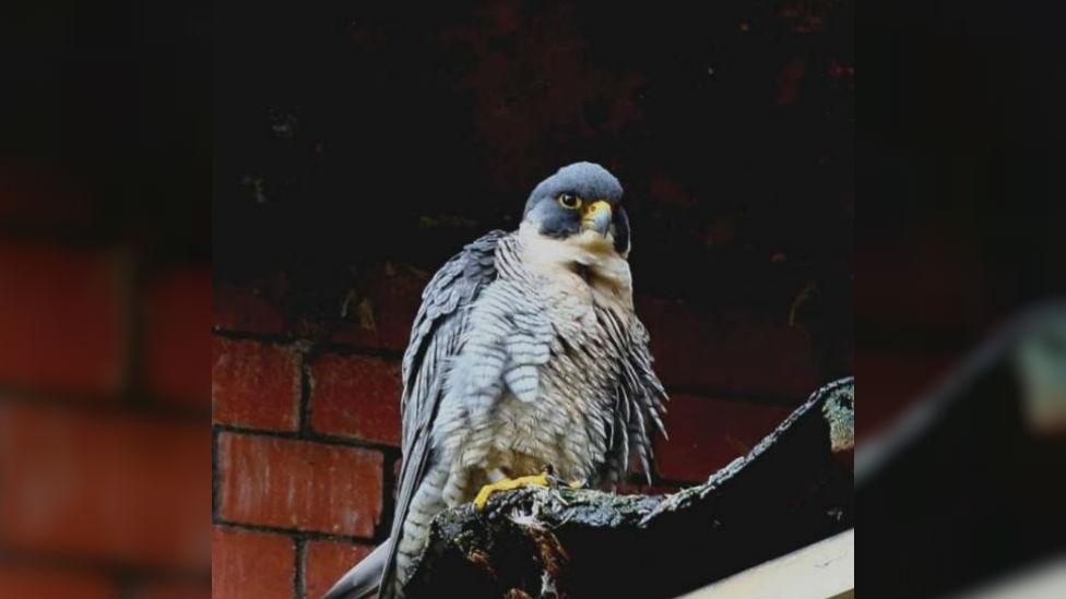 Belper peregrine