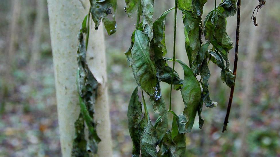 A tree infected with ash dieback