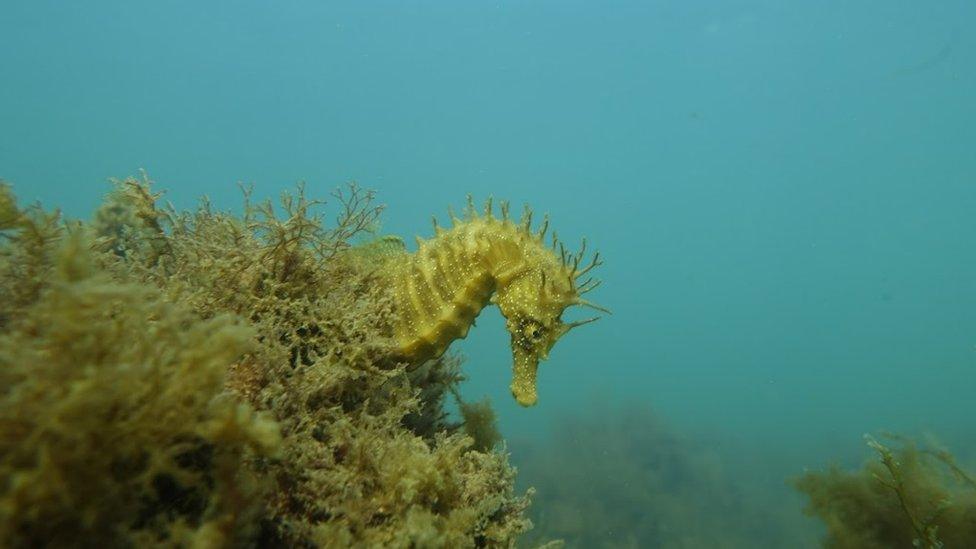 Seahorse off Weymouth Bay