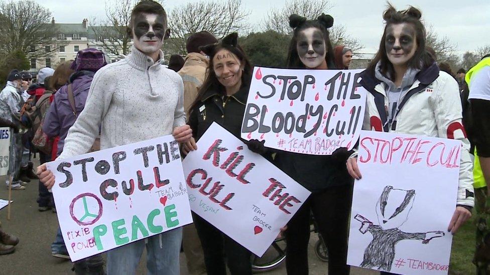 Badger cull protesters