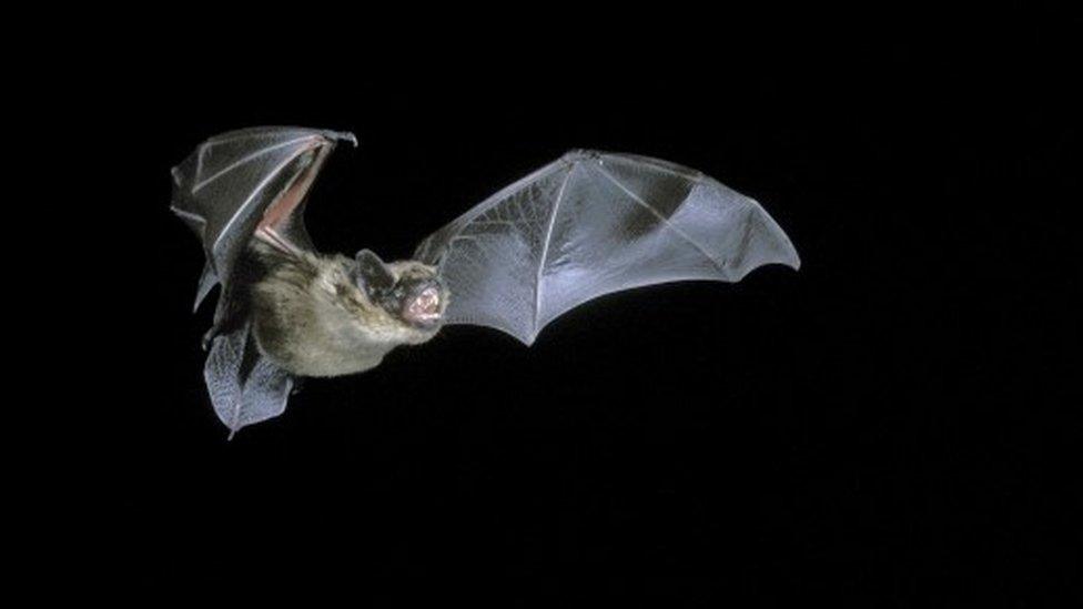 serotine bat