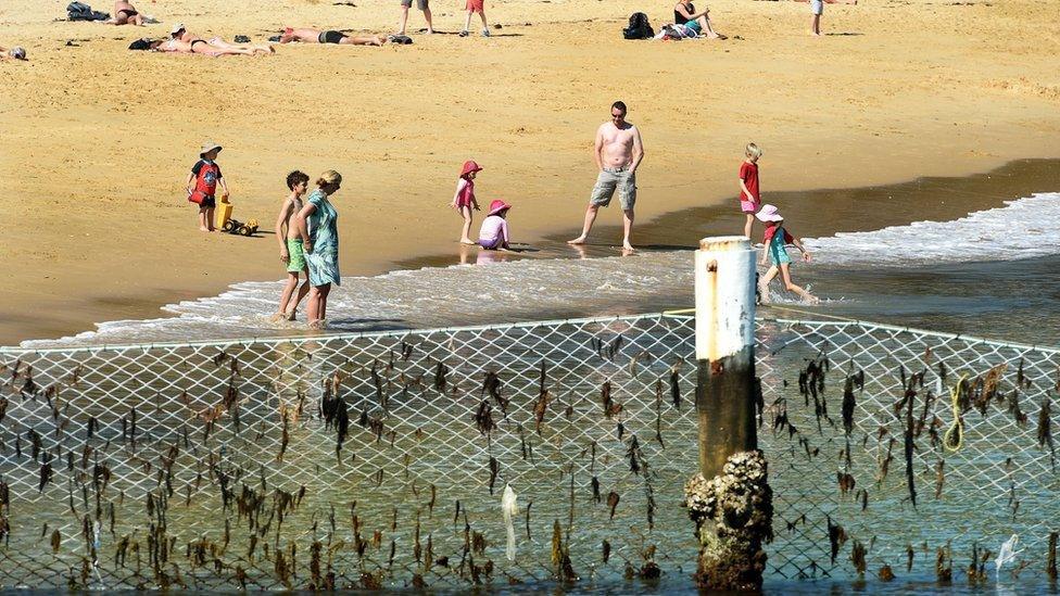 shark net at Manly beach