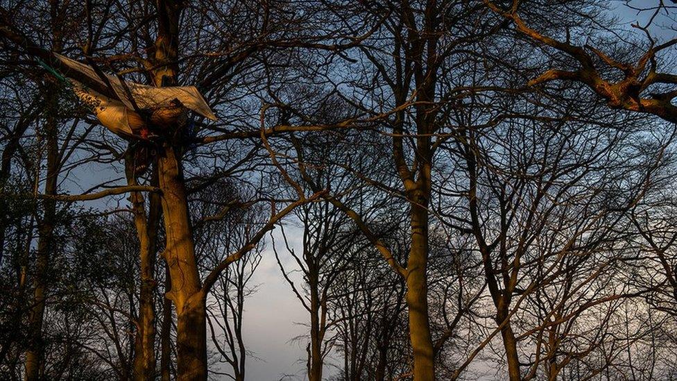 Activists sleeping in a tree