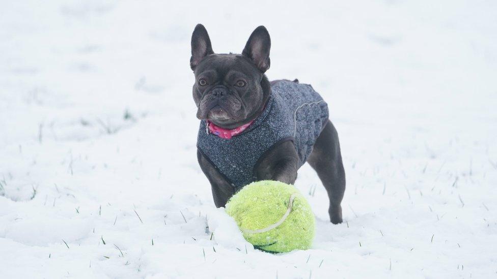 Small dog with big ball in snow