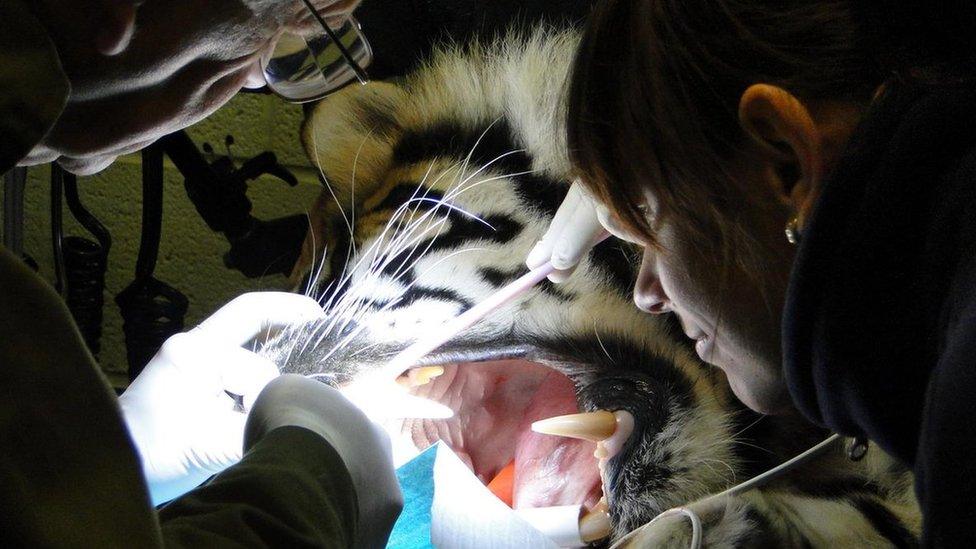 Dr Peter Kertesz and a colleague work on the teeth of sedated Budi