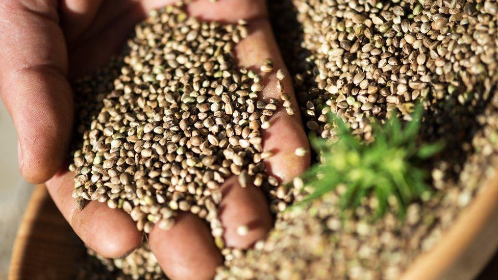 Hemp seeds