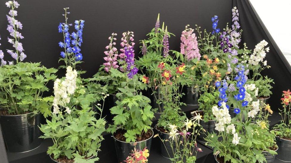 A display of the flowers entered into the competition