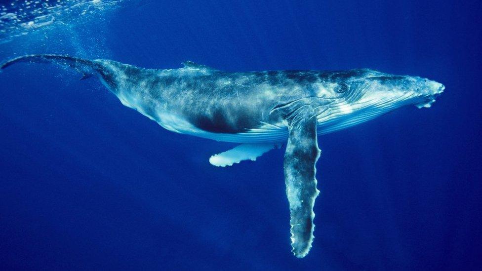 Humpback whale