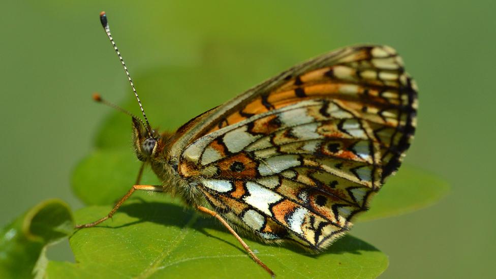 Small pearl-bordered fritillary - Boloria selene