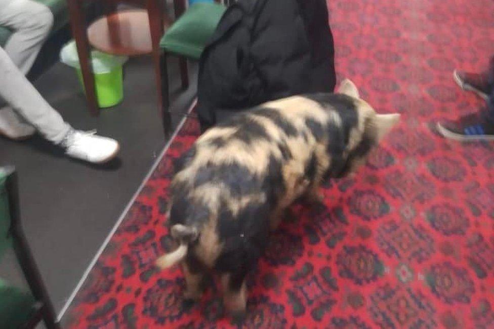 Roddy the pig in the working men's club