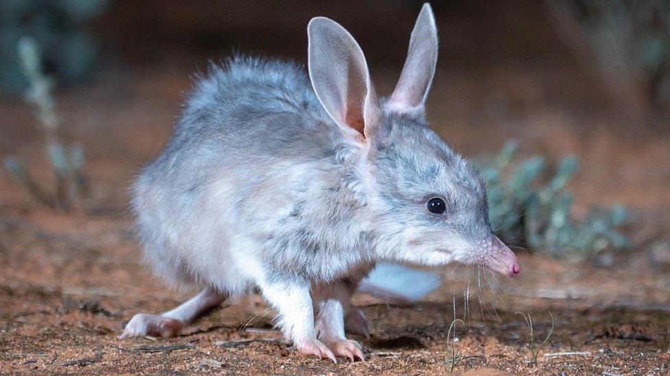 Close up of bilby