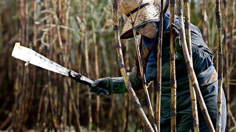 Sugar cane farmer