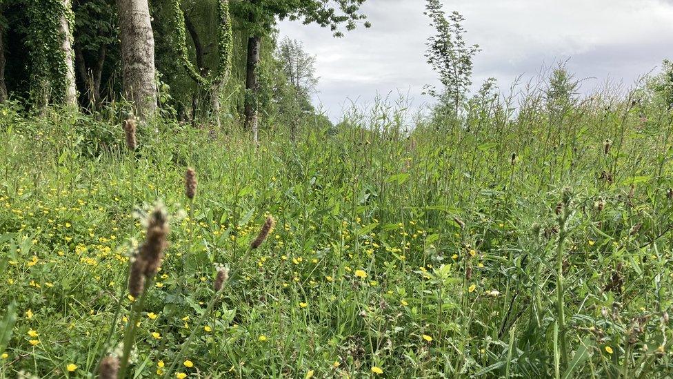 wildflowers