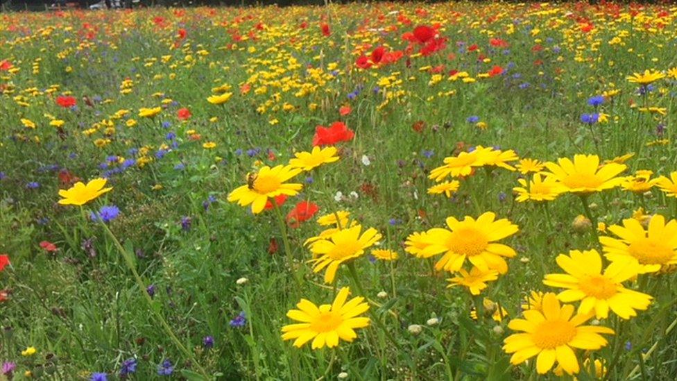 Mount Stewart flowers