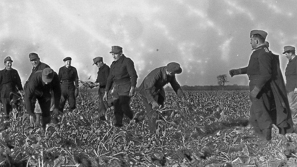 Picking sugar beet