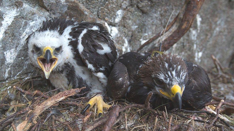 Golden eagle chicks