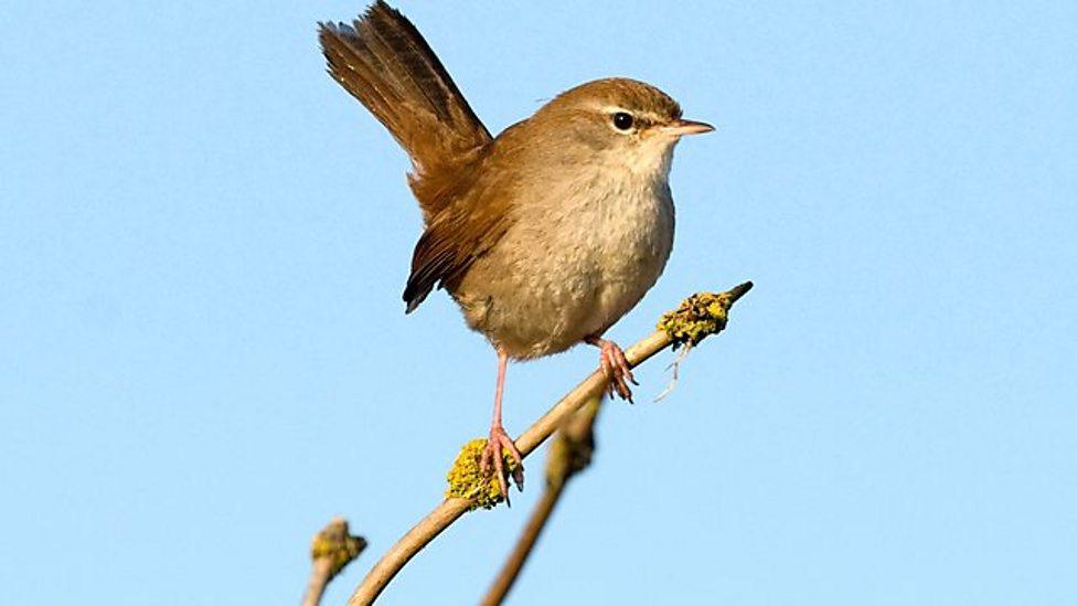 Cetti's warbler