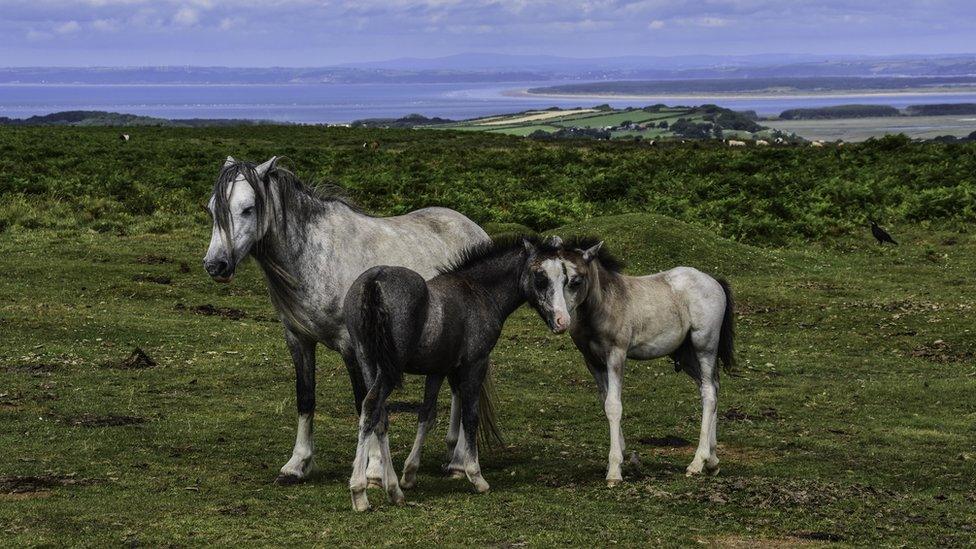 Foals on the Gower by Steve Huggett