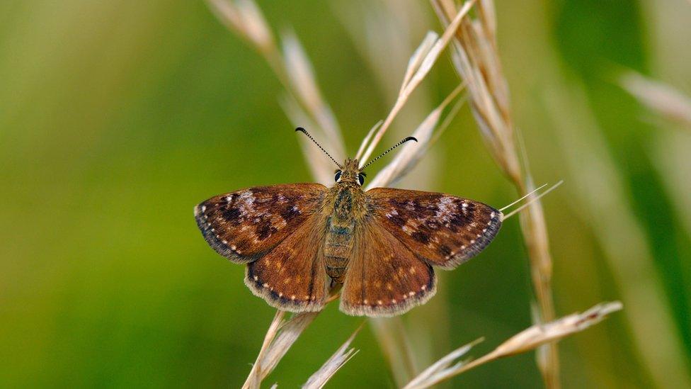 Dingy Skipper Butterfly