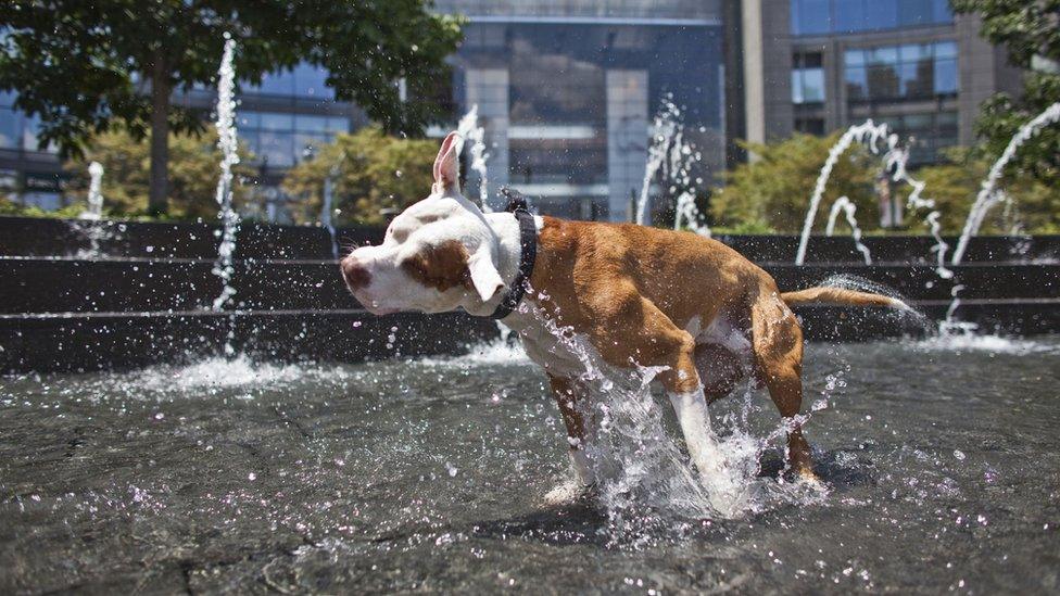 A Pit Bull Terrier