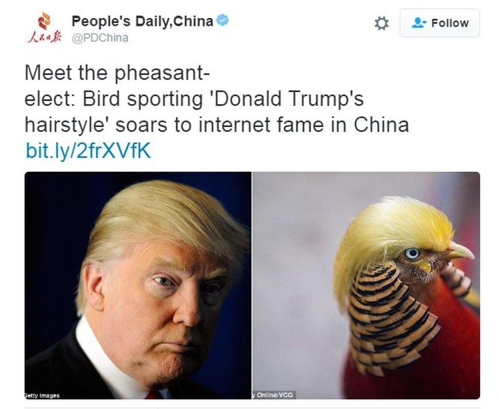 People's Daily tweet: Meet the pheasant-elect: Bird sporting 'Donald Trump's hairstyle' soars to internet fame in China.