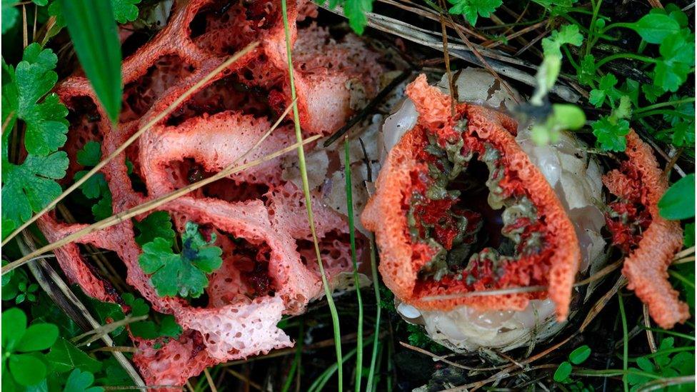 Latticed stinkhorn