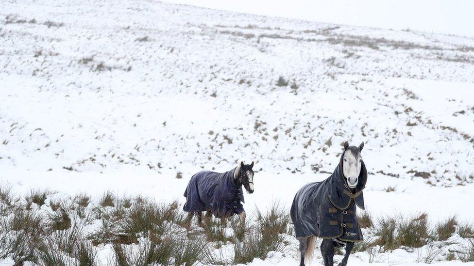 Two horses brave the wintry conditions in the Antrim hills