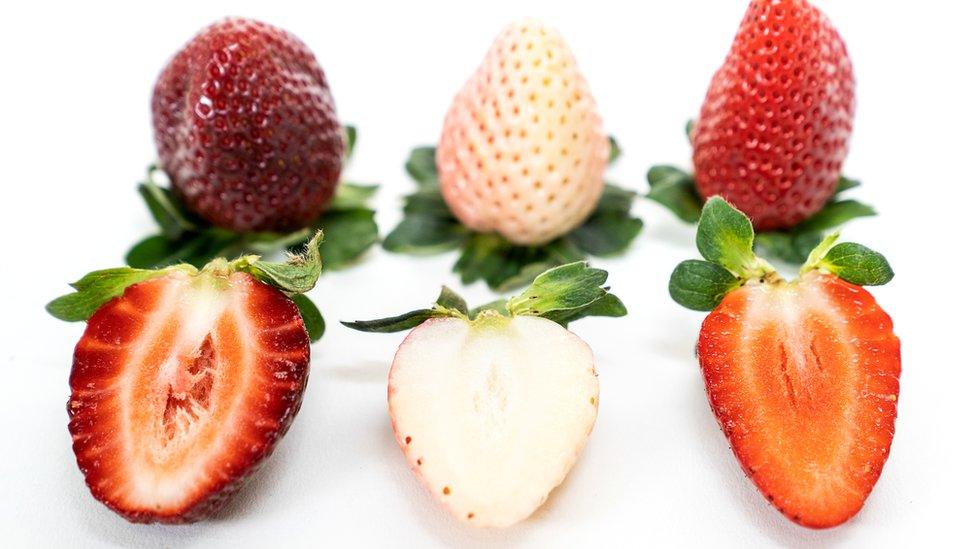 Strawberry varieties